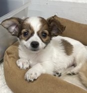 Chihuahua 