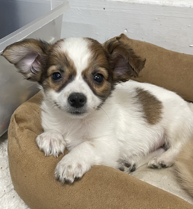 Chihuahua 