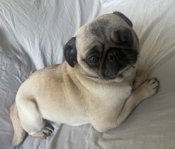 Pug