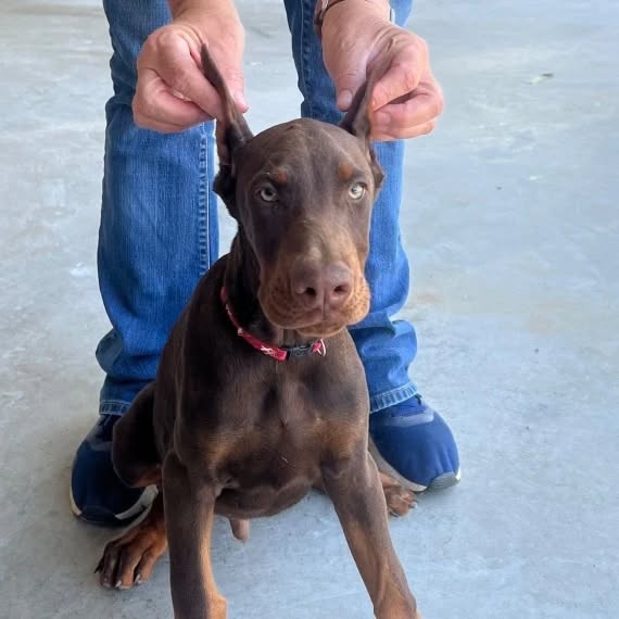 Doberman 