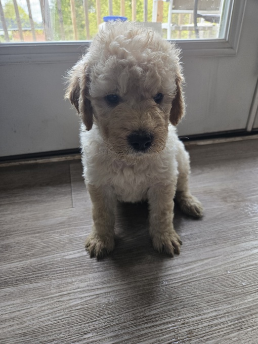GoldenDoodle