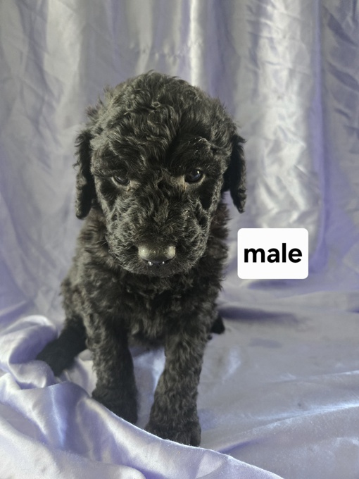 GoldenDoodle