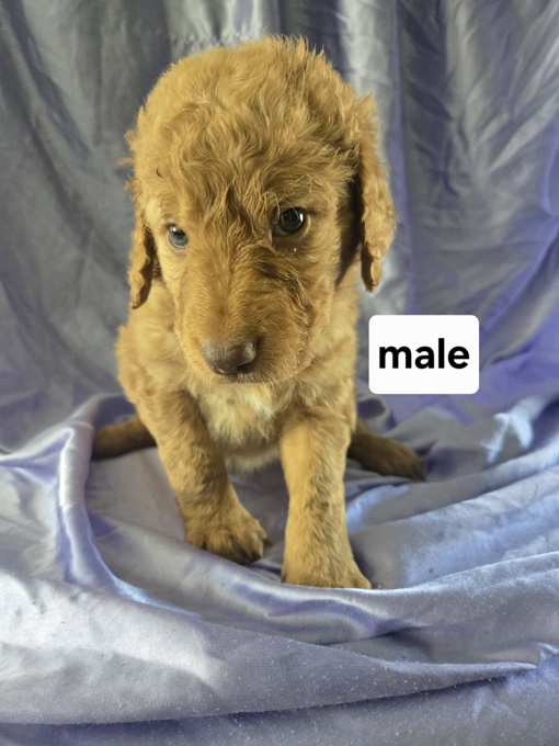 GoldenDoodle
