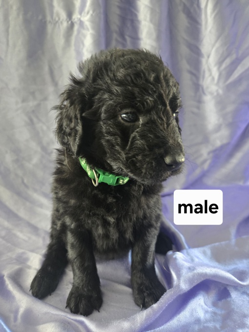 GoldenDoodle