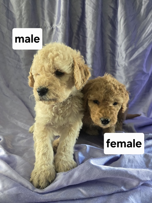 GoldenDoodle