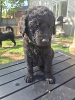 GoldenDoodle