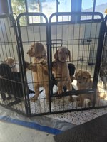 GoldenDoodle