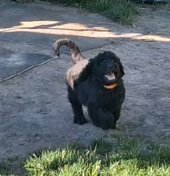 GoldenDoodle