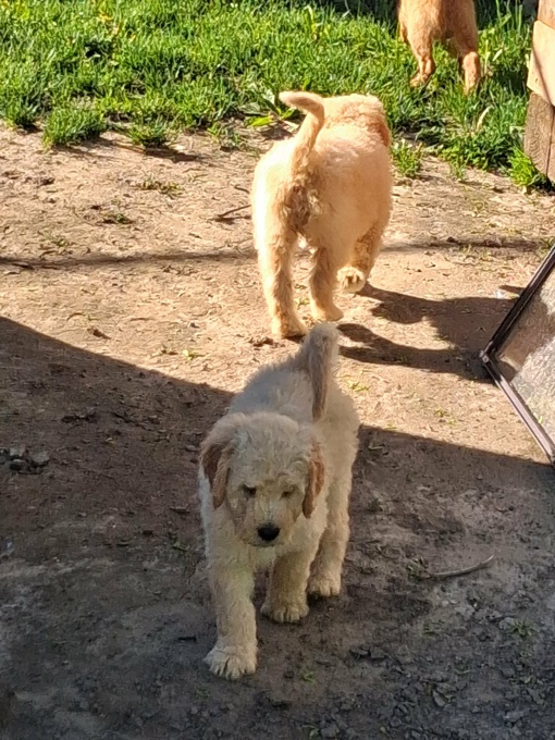 GoldenDoodle
