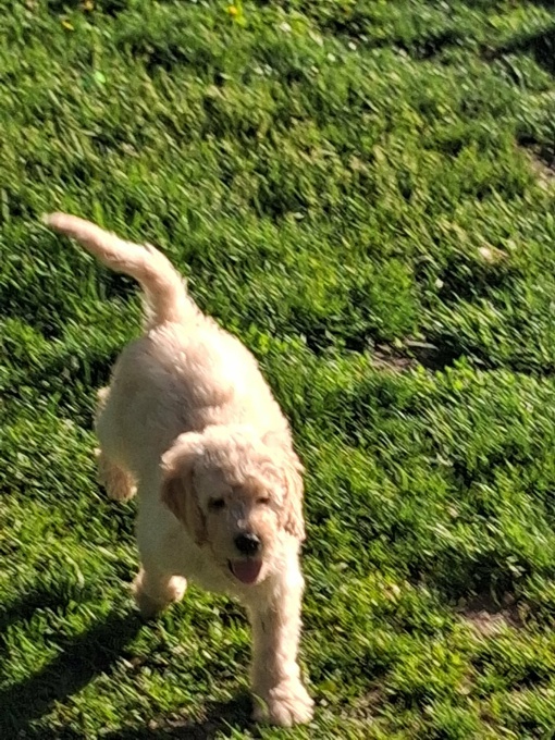GoldenDoodle