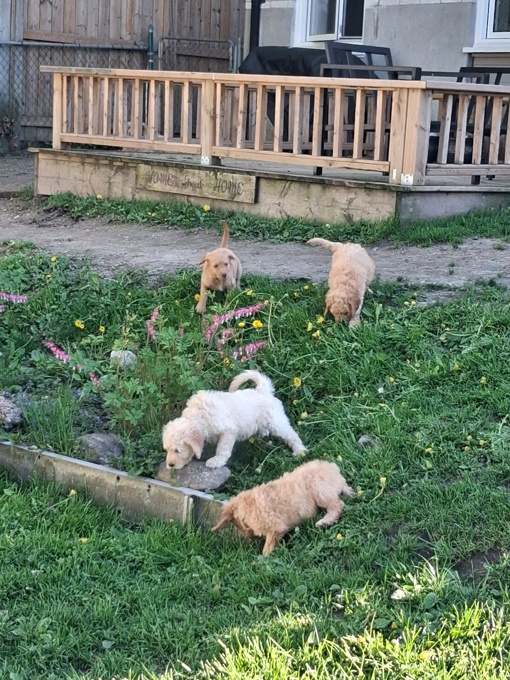 GoldenDoodle