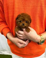 Poodle