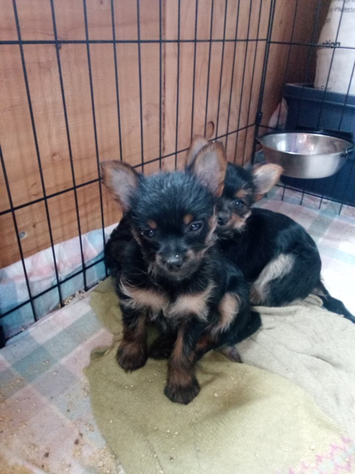 Chorkie - chihuahua x yorkie