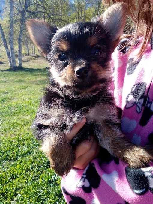 Chorkie - chihuahua x yorkie