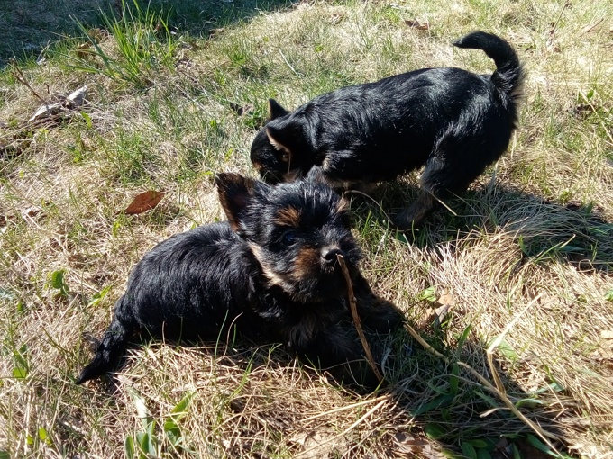 Chorkie - chihuahua x yorkie