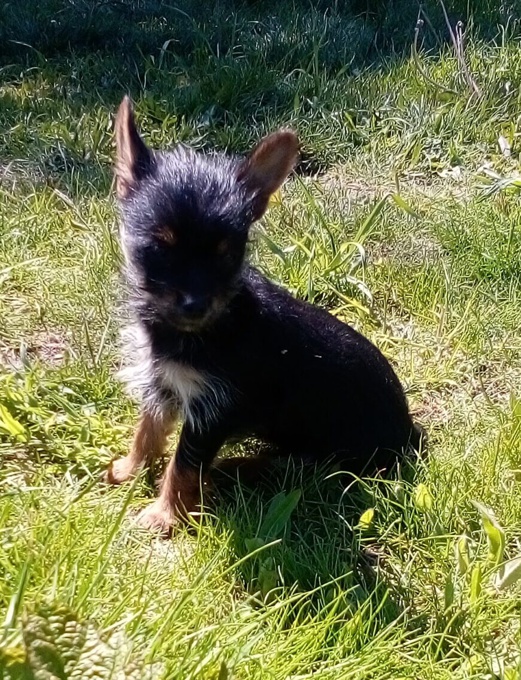 Chorkie - chihuahua x yorkie