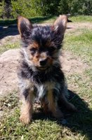 Chorkie - chihuahua x yorkie