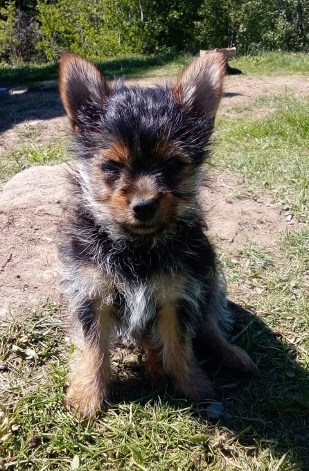 Chorkie - chihuahua x yorkie