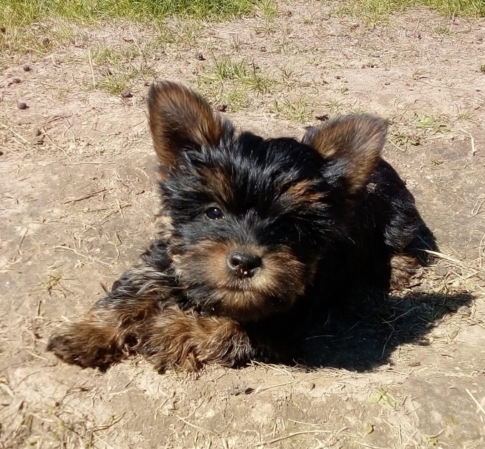 Chorkie - chihuahua x yorkie
