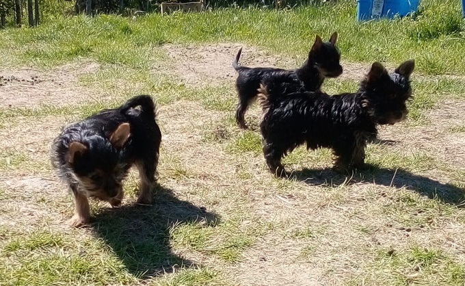 Chorkie - chihuahua x yorkie