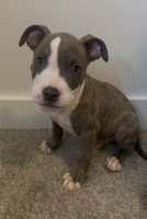 American bully
