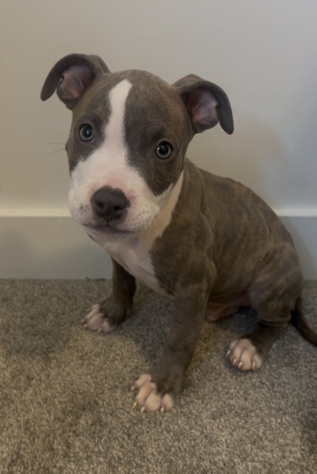 American bully