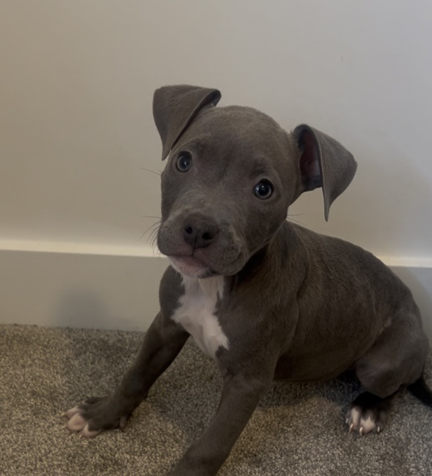 American bully