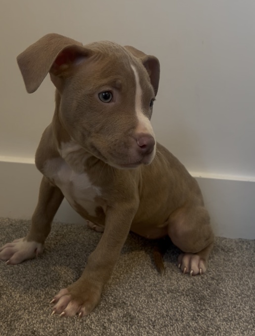 American bully