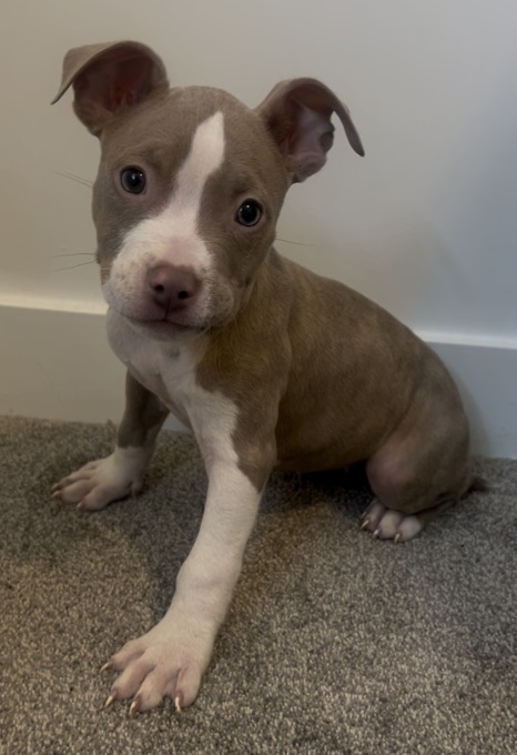 American bully