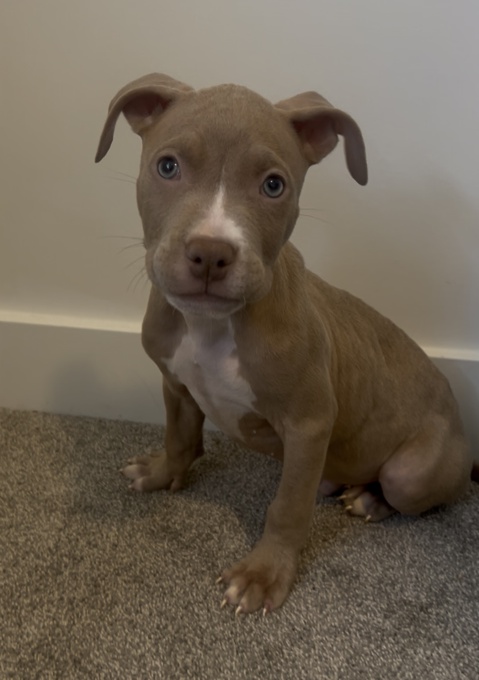 American bully