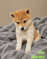 Shiba Inu