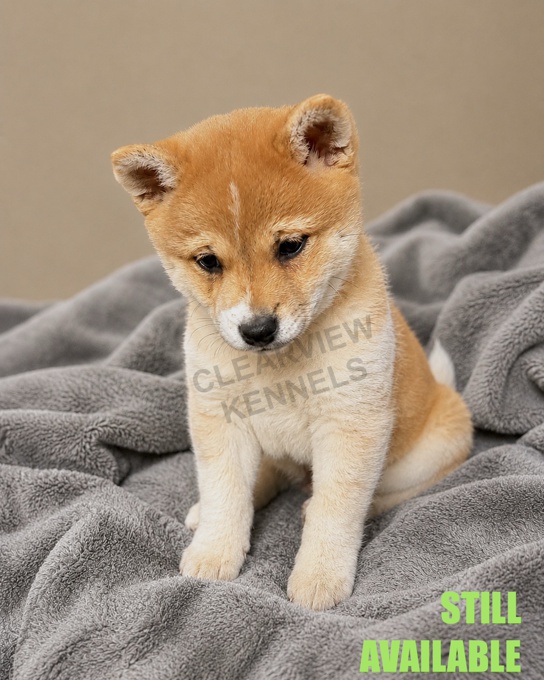 Shiba Inu
