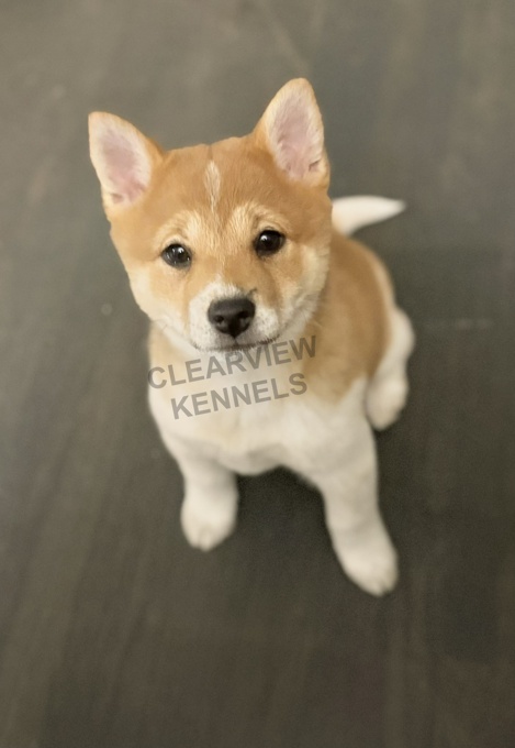 Shiba Inu