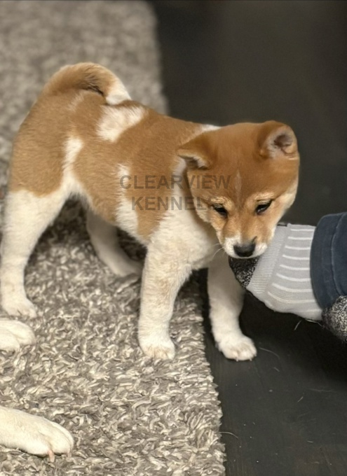 Shiba Inu