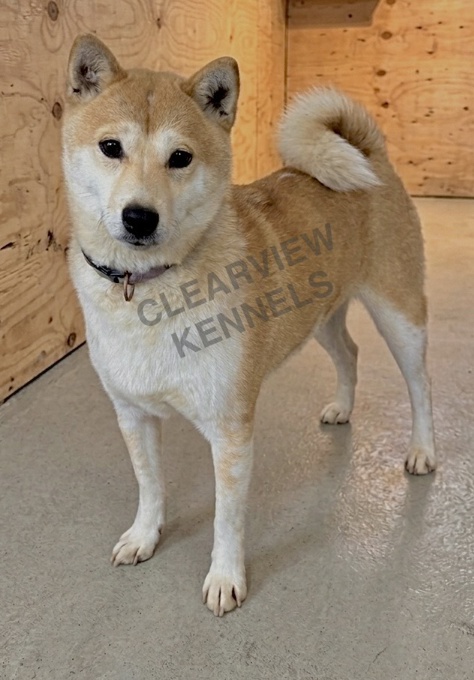 Shiba Inu