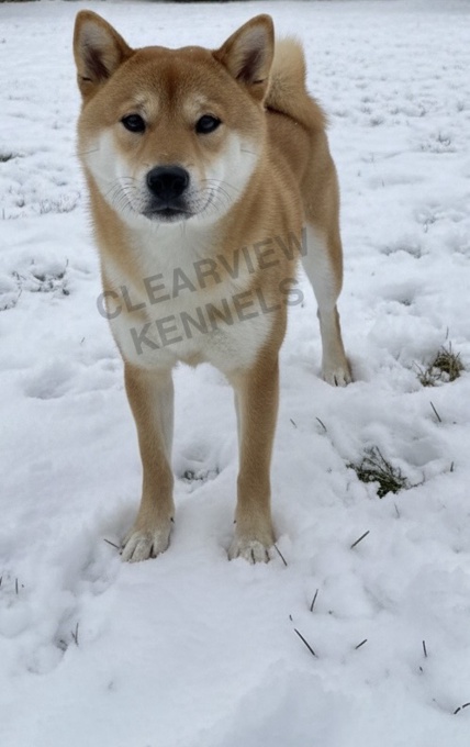 Shiba Inu