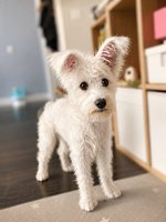 Schnauzer