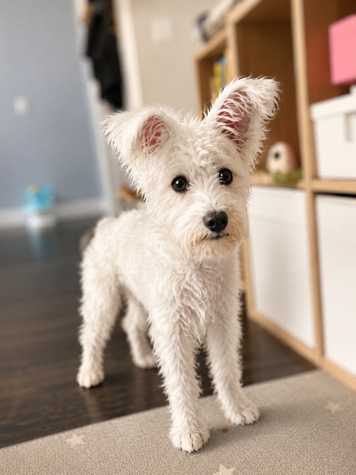 Schnauzer