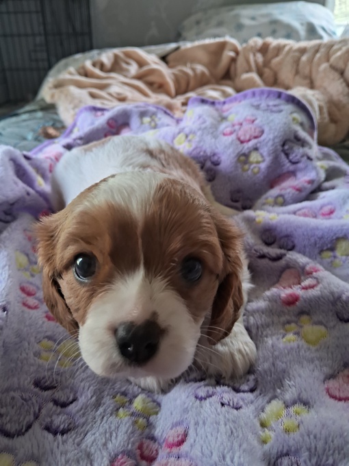 King charles spaniel