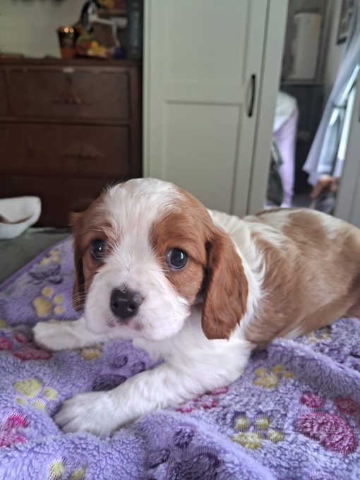 King charles spaniel
