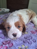 King charles spaniel