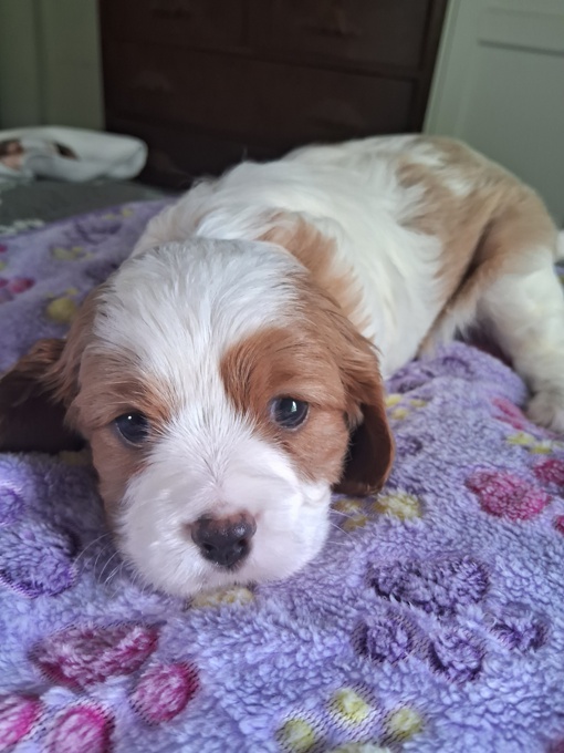King charles spaniel