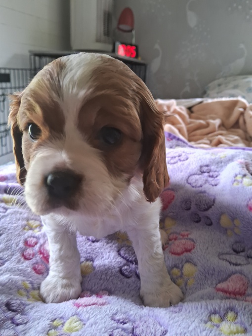 King charles spaniel