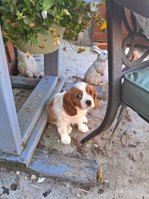 King charles spaniel
