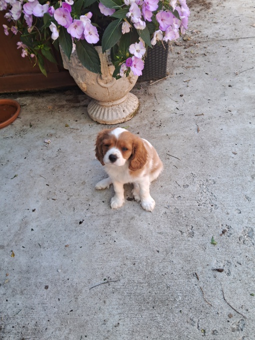 King charles spaniel