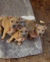 Pitbull terriers
