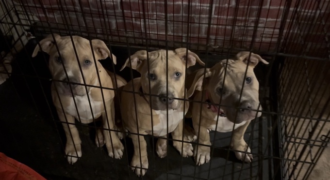 Pitbull terriers