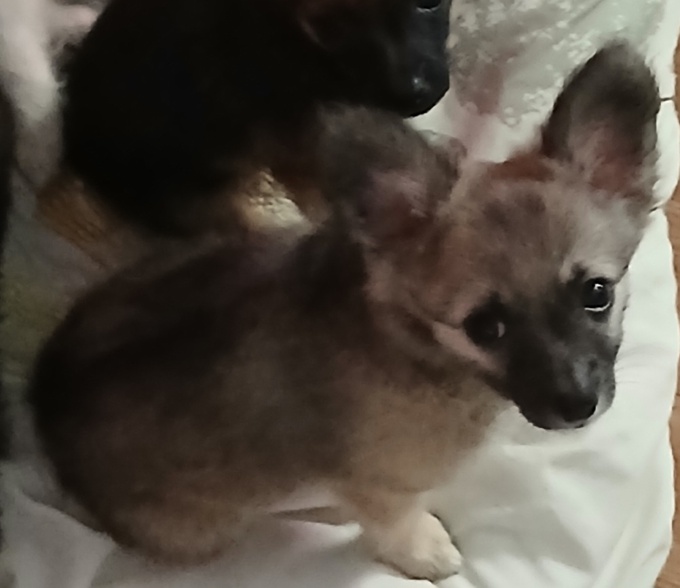 Chihuahua