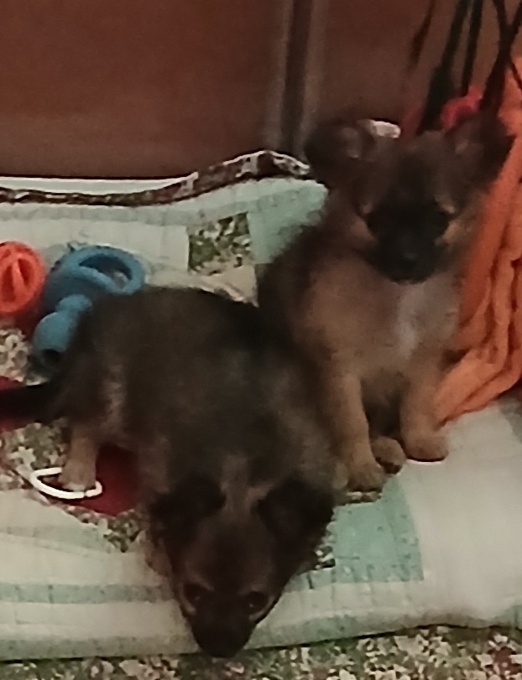 Chihuahua