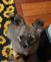 Chihuahua